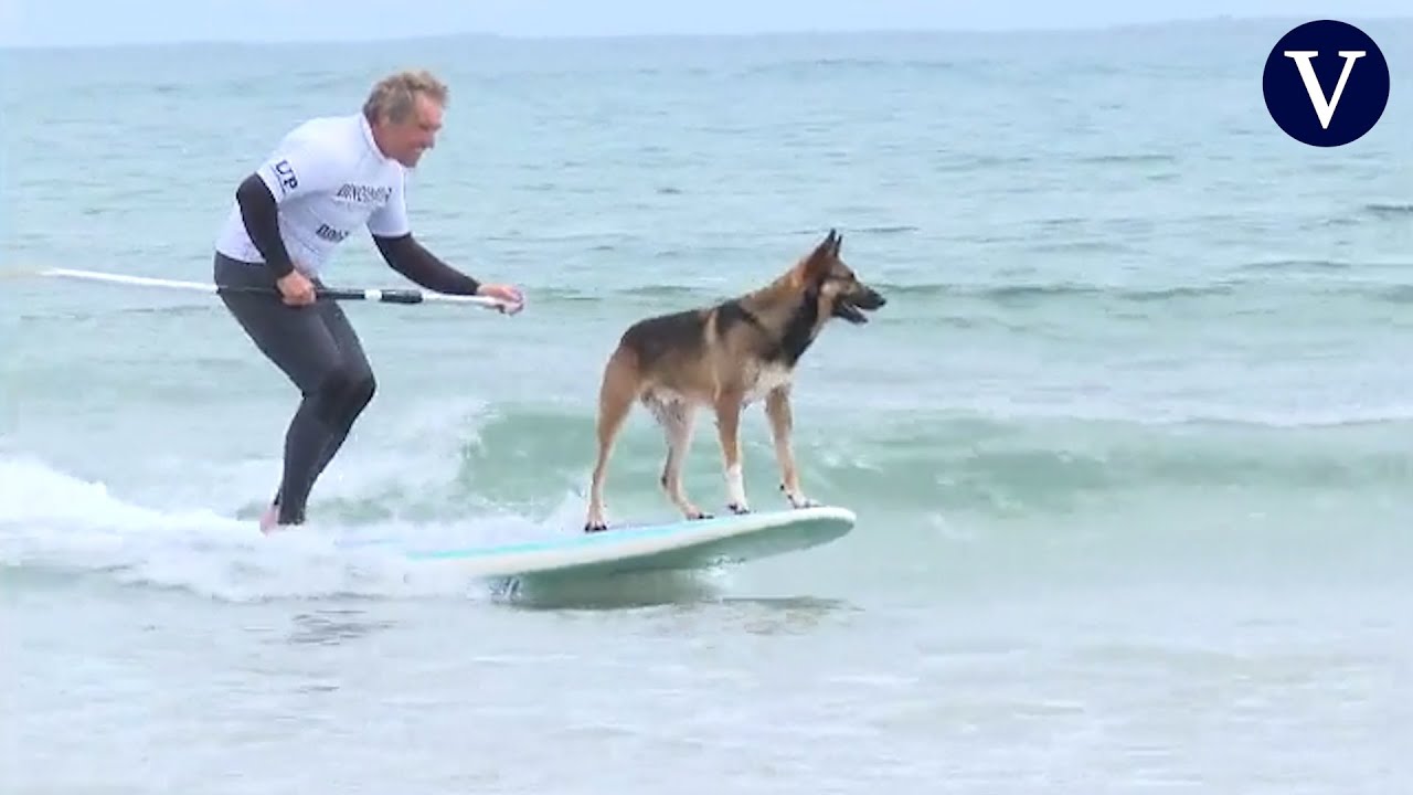 Suances: el destino ideal para surfistas y sus perros 1 suances surf perros